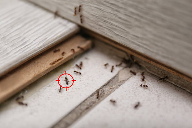 Best Pest Removal Services  in Smyrna, TN